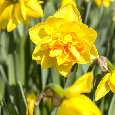 Narzisse 'Sunday Star' gelb, gefüllt, vorgetrieben, Topf-Ø 15 cm, 3 Pflanzen Narzisse 'Sunday Star' gelb, gefüllt, vorgetrieben, Topf-Ø 15 cm, 3 Pflanzen