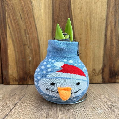 Amaryllis in Wachs, Dekor 'Xmas Classic', Farbe zufällig, Blüte weiß