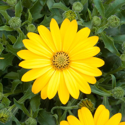 Kapkörbchen gelb, Topf-Ø 12 cm, 6er-Set