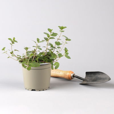 Bio Kräuter-Set 'Heiß & Kalt', 5 Pflanzen, Topf-Ø 12cm Bio Kräuter-Set 'Heiß & Kalt', 5 Pflanzen, Topf-Ø 12cm