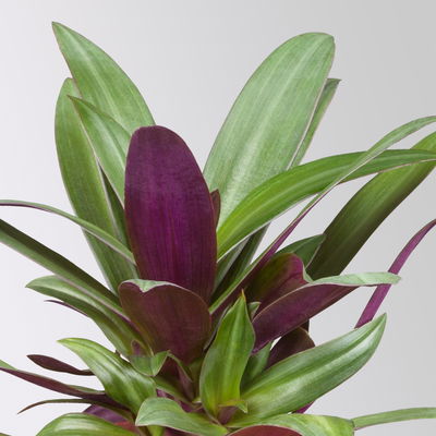 Grünpflanzenset für Grüne Wand, bunter Mix, Topf-Ø 8,5 cm, 12 Pflanzen