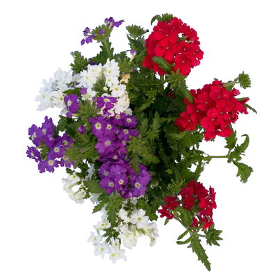 Eisenkraut 'Trio' bunt, Topf-Ø 12 cm, 6 Stück