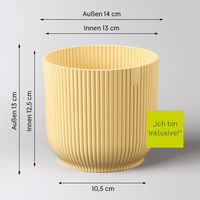 Tillandsie oerstediana, gelb, im Übertopf Vibes gelb, Topf-Ø 12 cm Tillandsie oerstediana, gelb, im Übertopf Vibes gelb, Topf-Ø 12 cm