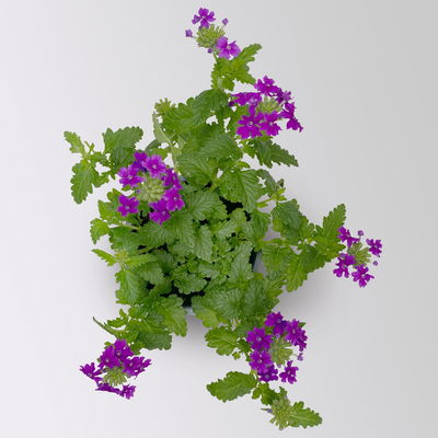 Eisenkraut blau, Topf-Ø 12 cm, 6 Stück