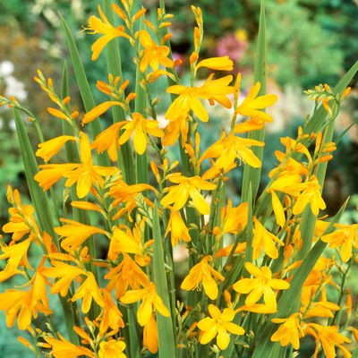 Bio Montbretie 'George Davidson' gelb, Topf 3 Liter