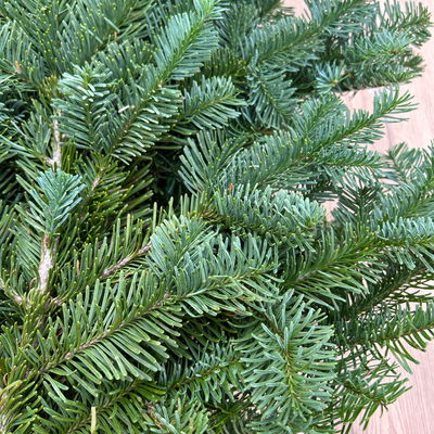 Bio Nobilistanne im Handbund, Länge ca. 50 cm, 5 Bund