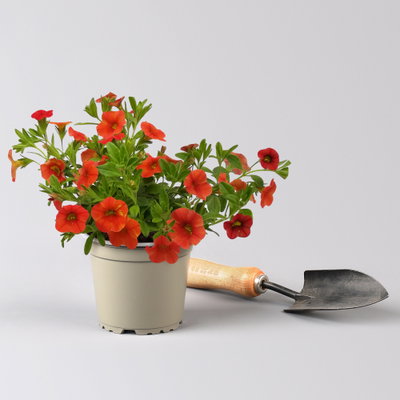 Pflanzenkreation Bunter Sommer, groß, 6 Pflanzen inkl. Erde und Dünger Pflanzenkreation Bunter Sommer, groß, 6 Pflanzen inkl. Erde und Dünger