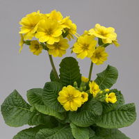 Garten-Schlüsselblume 'Lemon', hellgelb, Topf-Ø 11 cm, 6er-Set