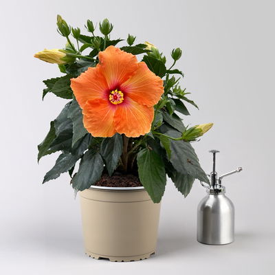 Hibiskus, orange, Busch, Topf-Ø 17 cm, 2 Pflanzen Hibiskus, orange, Busch, Topf-Ø 17 cm, 2 Pflanzen