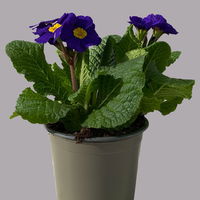 Hohe Schlüsselblume 'Inara® Blue' blau-violett, Topf-Ø 13 cm, 6er-Set