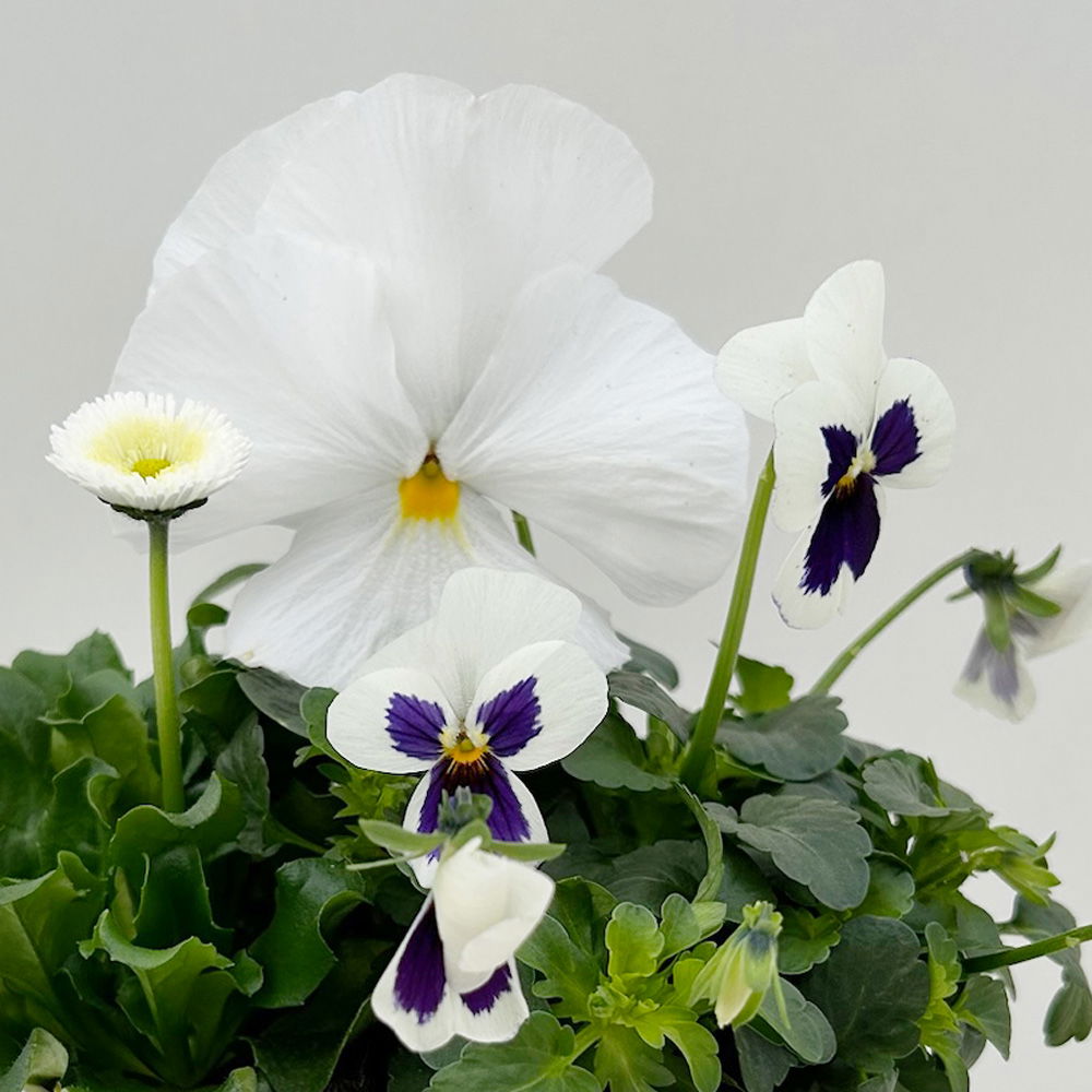 Frühlingmix, weiß, Topf-Ø 13 cm, 6 Pflanzen Frühlingmix, weiß, Topf-Ø 13 cm, 6 Pflanzen