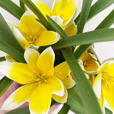 Wildtulpen, gelb, mit Gras, Topf -Ø 9 cm, 4 Pflanzen