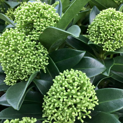Kölle Blütenskimmie 'White Globe'® (Skimmia japonica), weiß, im 10,5 cm Topf