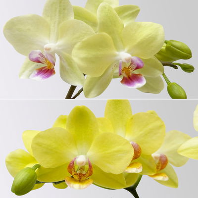 Mini-Phalaenopsis mit Keramiktopf, gelb, Topf-Ø 7 cm, 2 Pflanzen Mini-Phalaenopsis mit Keramiktopf, gelb, Topf-Ø 7 cm, 2 Pflanzen