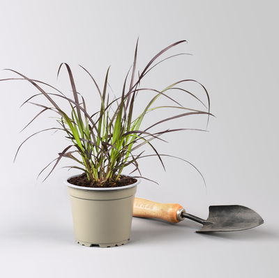 Rotes Lampenputzergras 'Rubrum', Topf-Ø 12 cm, 3 Pflanzen