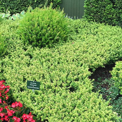 10er-Set Japanischer Zwerg-Ilex 'Glorie Dwarf'® EUⓈ Höhe 15-20 cm, 2 Liter Topf 10er-Set Japanischer Zwerg-Ilex 'Glorie Dwarf'® EUⓈ Höhe 15-20 cm, 2 Liter Topf