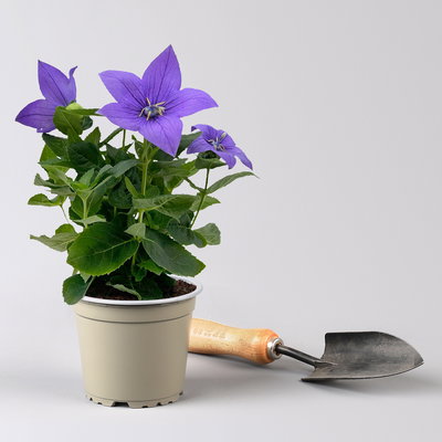 Ballonblume, blau, Topf-Ø 12 cm, 6er-Set Ballonblume, blau, Topf-Ø 12 cm, 6er-Set