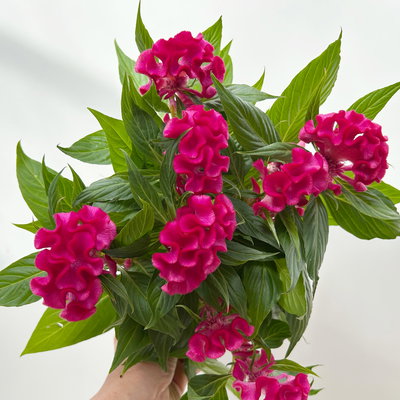 Celosia 'Tasty Twist Mix', Farben zufällig, Topf-Ø 12 cm, 6 Pflanzen Celosia 'Tasty Twist Mix', Farben zufällig, Topf-Ø 12 cm, 6 Pflanzen