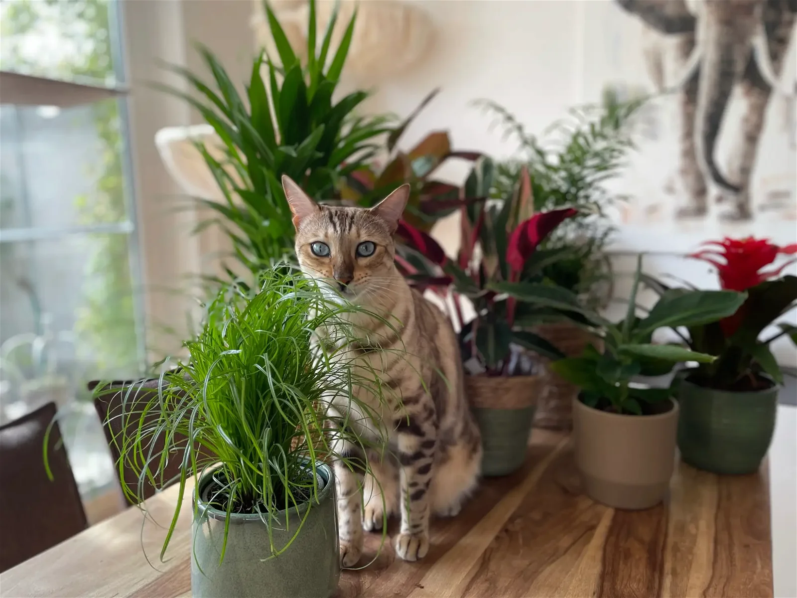 Katze sitzt neben Zimmerpflanze 