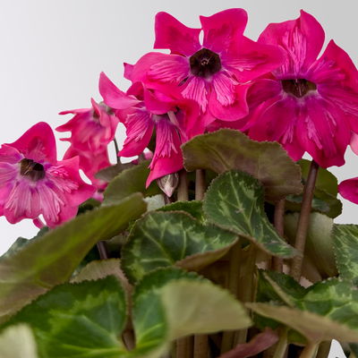 Alpenveilchen 'Petticoat Pink', pink, Topf-Ø 10,5 cm, 4 Pflanzen Alpenveilchen 'Petticoat Pink', pink, Topf-Ø 10,5 cm, 4 Pflanzen