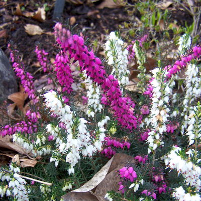 Winterheide 'Twin', rot und weiß, Topf-Ø 13 cm, 6 Pflanzen