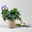 Lisianthus, weiß, Topf-Ø 10,5 cm, 6 Pflanzen