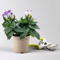 Lisianthus, weiß, Topf-Ø 10,5 cm, 6 Pflanzen