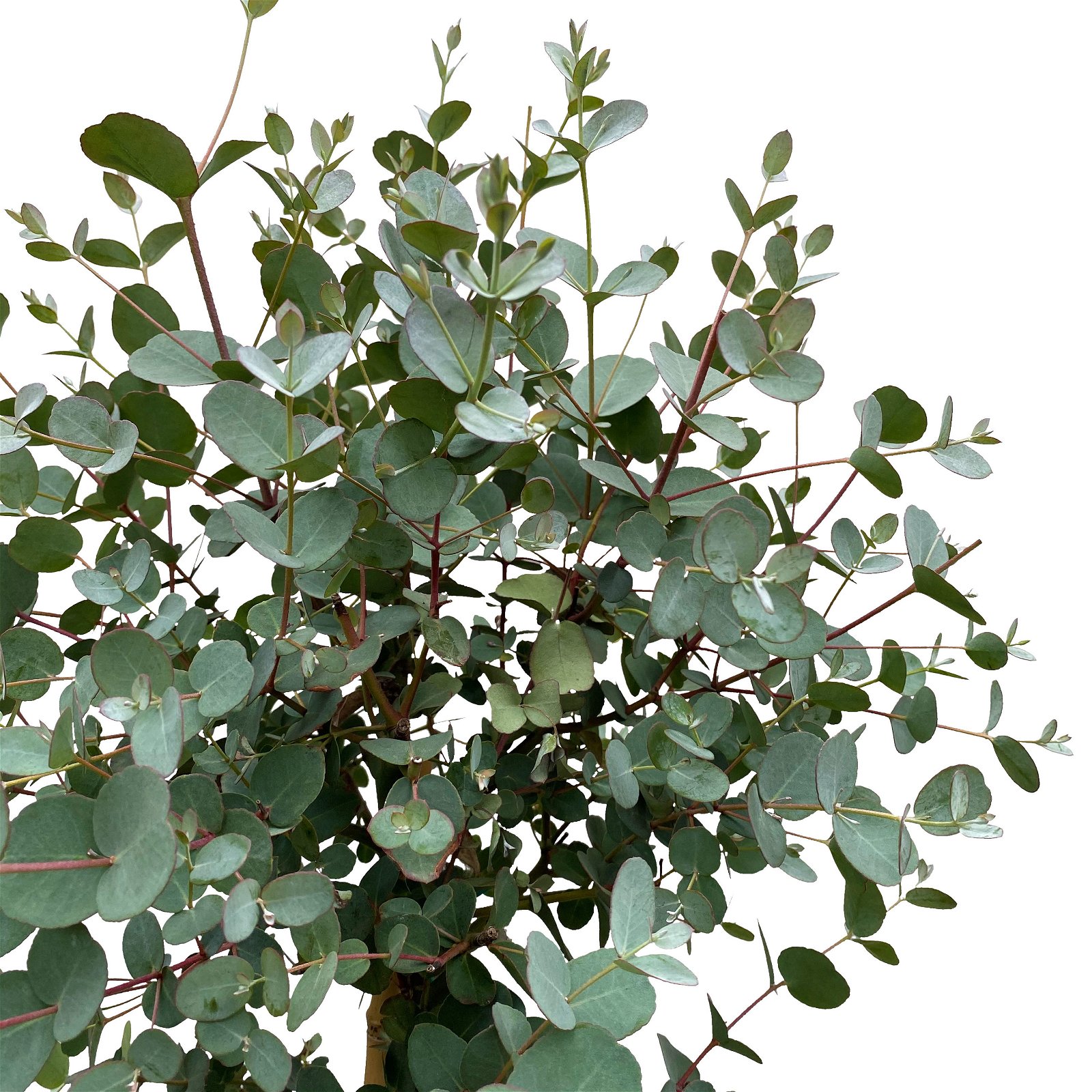 Eukalyptus, Stamm, Topf-Ø 22 cm, Höhe ca. 90 cm