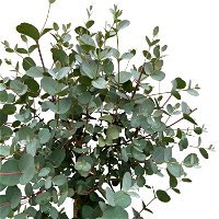 Eukalyptus, Stamm, Topf-Ø 22 cm, Höhe ca. 90 cm