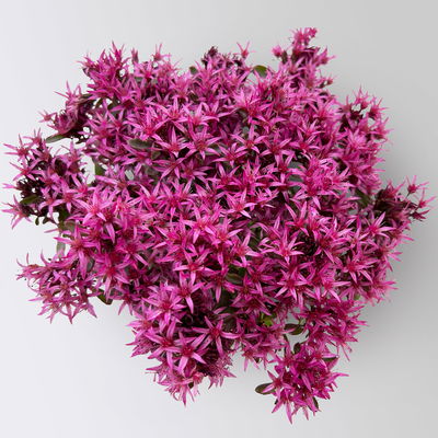 Sedum spurium 'Spot on® Deep Rose', dunkelrosa, Topf 9x9 cm, 3 Pflanzen Sedum spurium 'Spot on® Deep Rose', dunkelrosa, Topf 9x9 cm, 3 Pflanzen