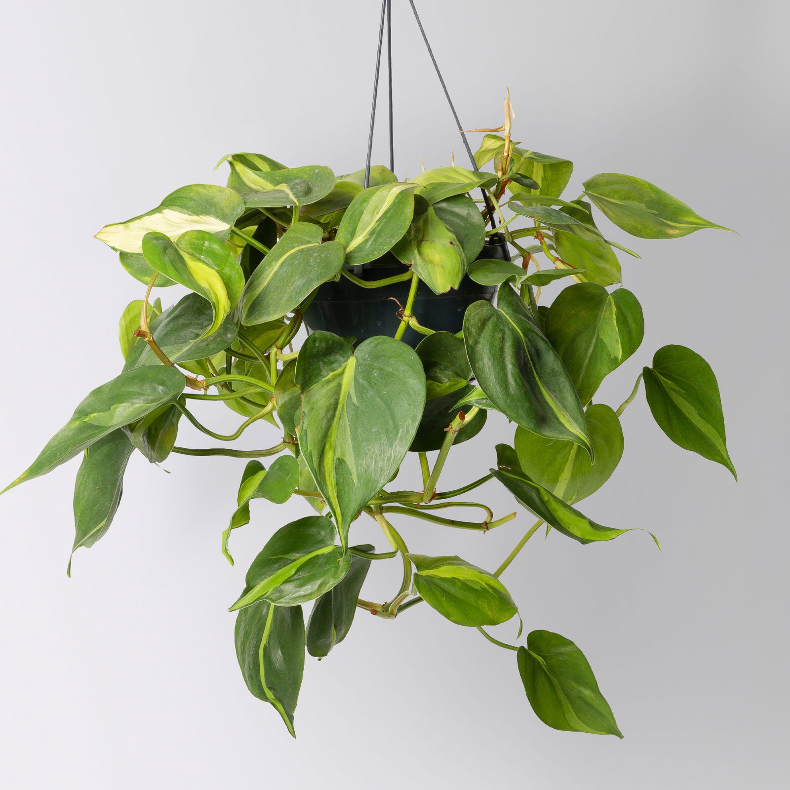 Grünpflanzen-Set Buntes-Trio, Hängeampel-Ø 15 cm, 3 Pflanzen