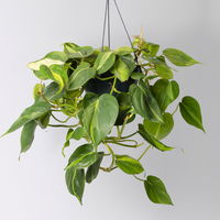 Grünpflanzen-Set Buntes-Trio, Hängeampel-Ø 15 cm, 3 Pflanzen