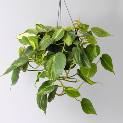 Grünpflanzen-Set Buntes-Trio, Hängeampel-Ø 15 cm, 3 Pflanzen