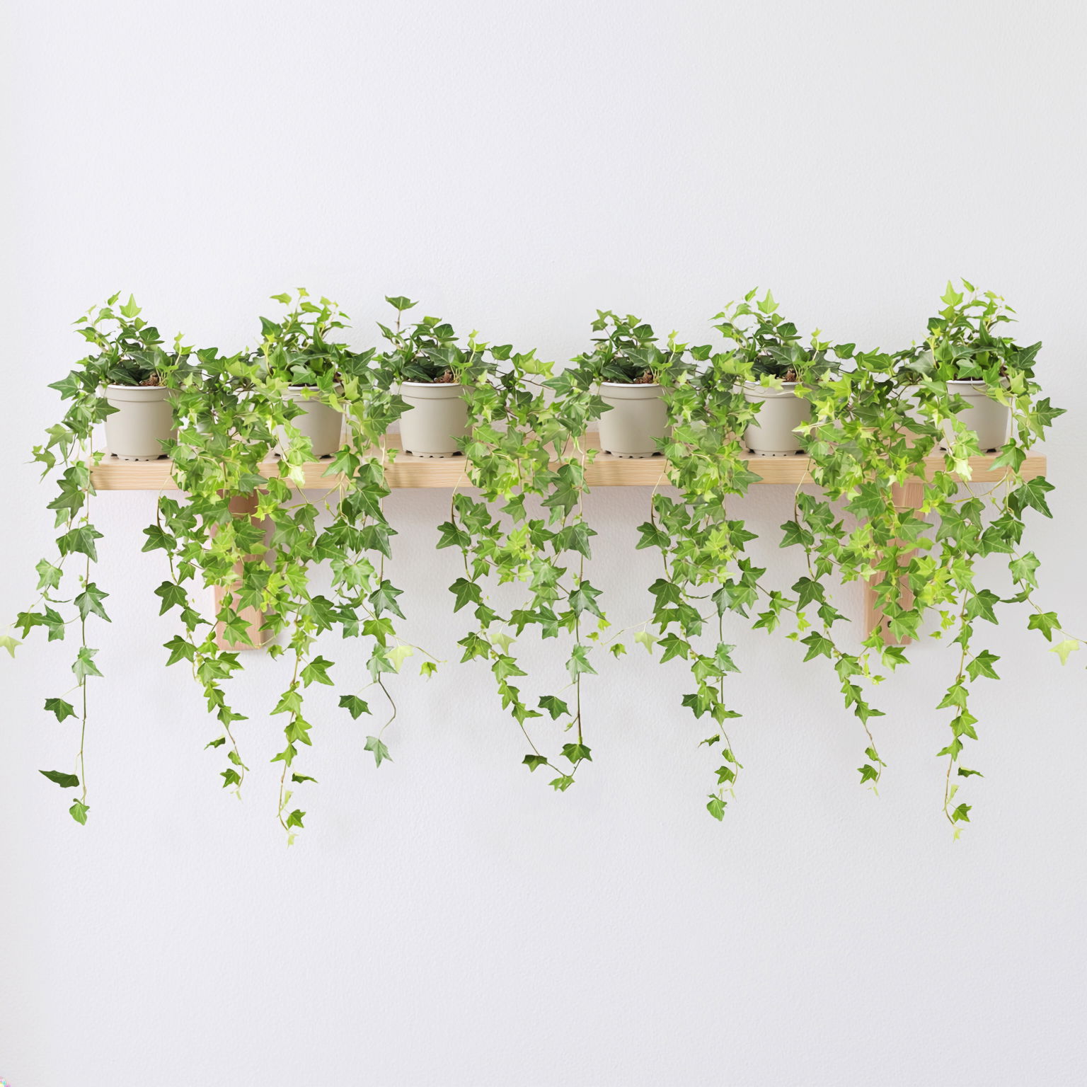 Efeu, Topf-Ø 12/13 cm, 6 Pflanzen Efeu, Topf-Ø 12/13 cm, 6 Pflanzen