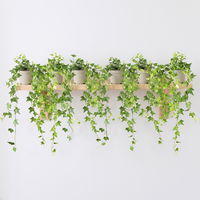 Efeu, Topf-Ø 12/13 cm, 6 Pflanzen Efeu, Topf-Ø 12/13 cm, 6 Pflanzen