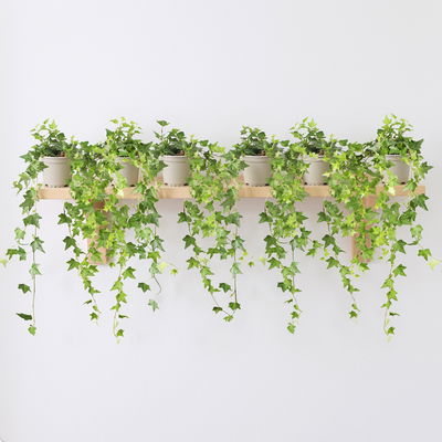 Efeu, Topf-Ø 12/13 cm, 6 Pflanzen Efeu, Topf-Ø 12/13 cm, 6 Pflanzen