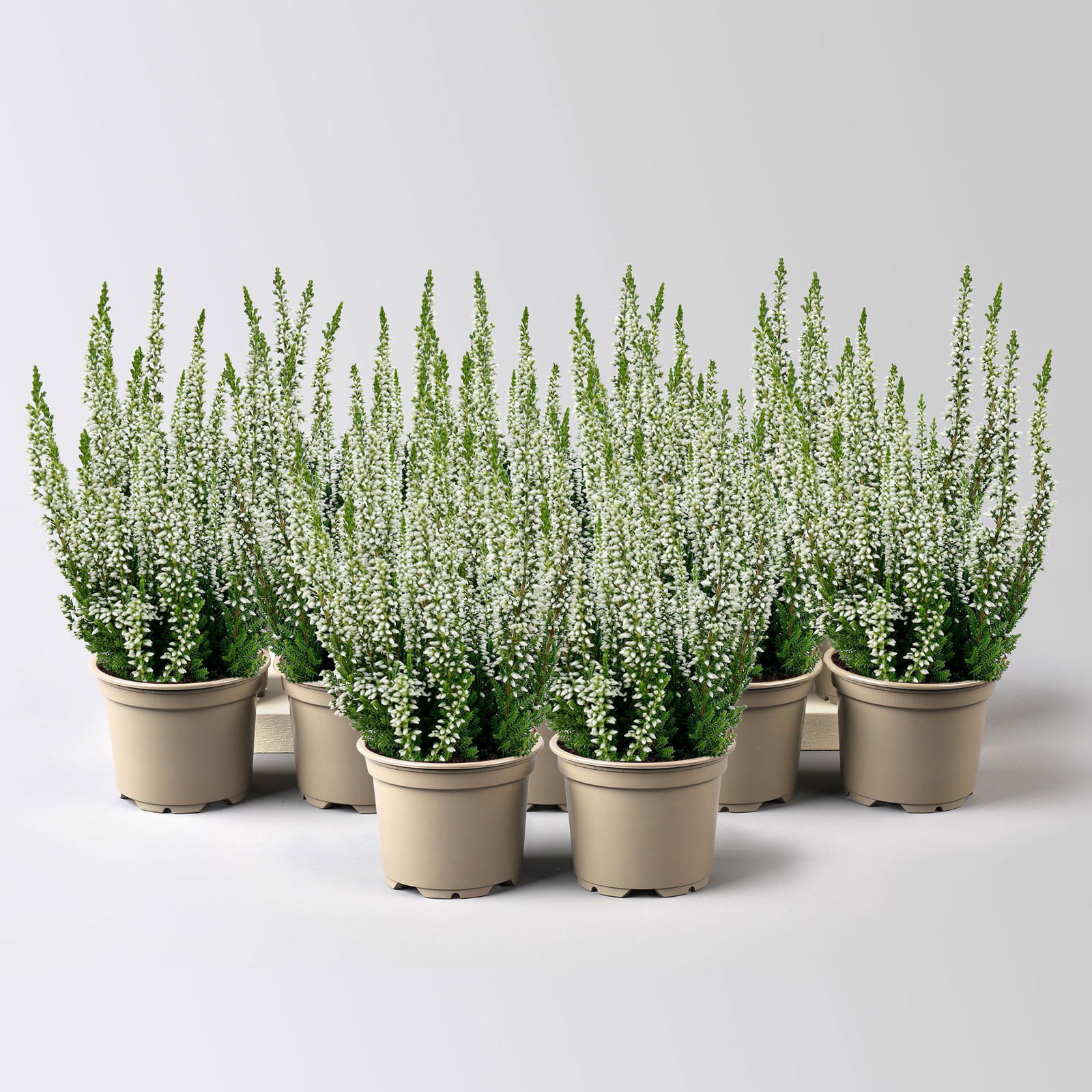 Knospenheide, weiß, Mini, Topf-Ø 6 cm, 12 Pflanzen