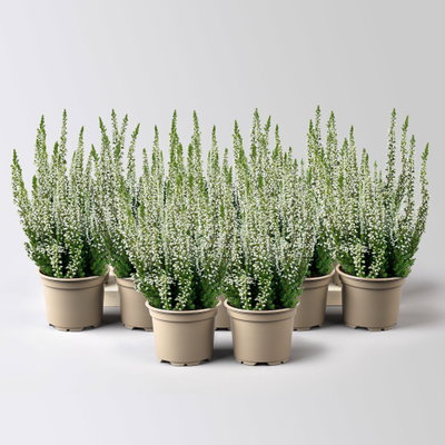 Knospenheide, weiß, Mini, Topf-Ø 6 cm, 12 Pflanzen Knospenheide, weiß, Mini, Topf-Ø 6 cm, 12 Pflanzen