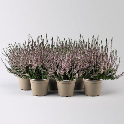Knospenheide, rosa, Topf-Ø 12 cm, 6 Pflanzen Knospenheide, rosa, Topf-Ø 12 cm, 6 Pflanzen