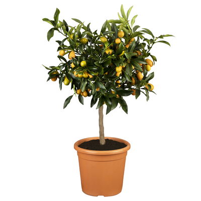 46+ Kumquat Pflanze Kaufen, Der kumquat, citrus fortunella margarita,