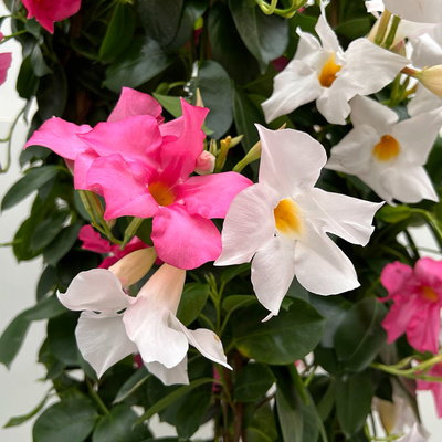 Dipladenie 'Duo',rosa-weiß, Doppelbogen, Topf-Ø 21 cm,  Höhe ca. 90 cm