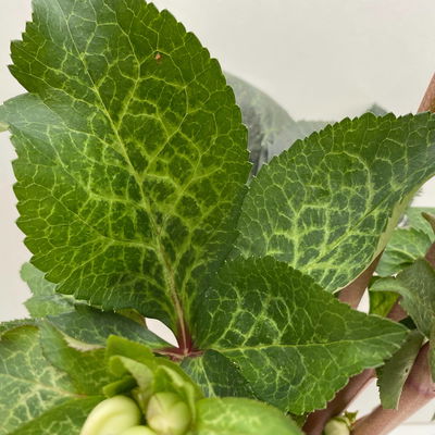 Helleborus 'Glenda's Gloss' rosa-weiß, Topf-Ø 15 cm Helleborus 'Glenda's Gloss' rosa-weiß, Topf-Ø 15 cm