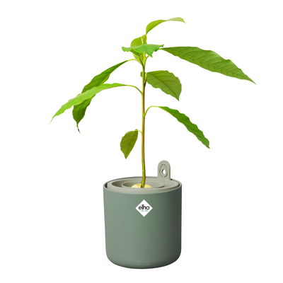 Elho Pflanzgefäß 'Amazing Avocado Pot', laubgrün, ca. Ø 12 x H 15,1 cm Elho Pflanzgefäß 'Amazing Avocado Pot', laubgrün, ca. Ø 12 x H 15,1 cm