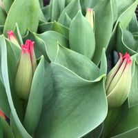 Duft-Tulpe, rot, vorgetrieben, Topf-Ø 11 cm, 6 Pflanzen