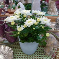 Chrysanthemen 'Chrysanne® Grandezza White', weiß, Topf-Ø 13 cm, 6er-Set