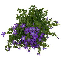 Hängepolster-Glockenblume 'Adansa® Purple' blau-weiß, Topf-Ø 15 cm, 3er-Set