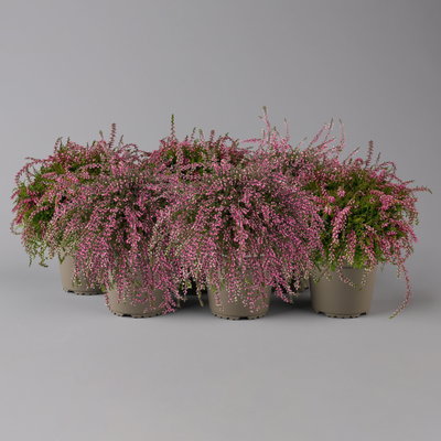 Knospenheide 'Rasta Girls®', überhängend, rosa, Topf-Ø 13 cm, 6 Pflanzen Knospenheide 'Rasta Girls®', überhängend, rosa, Topf-Ø 13 cm, 6 Pflanzen