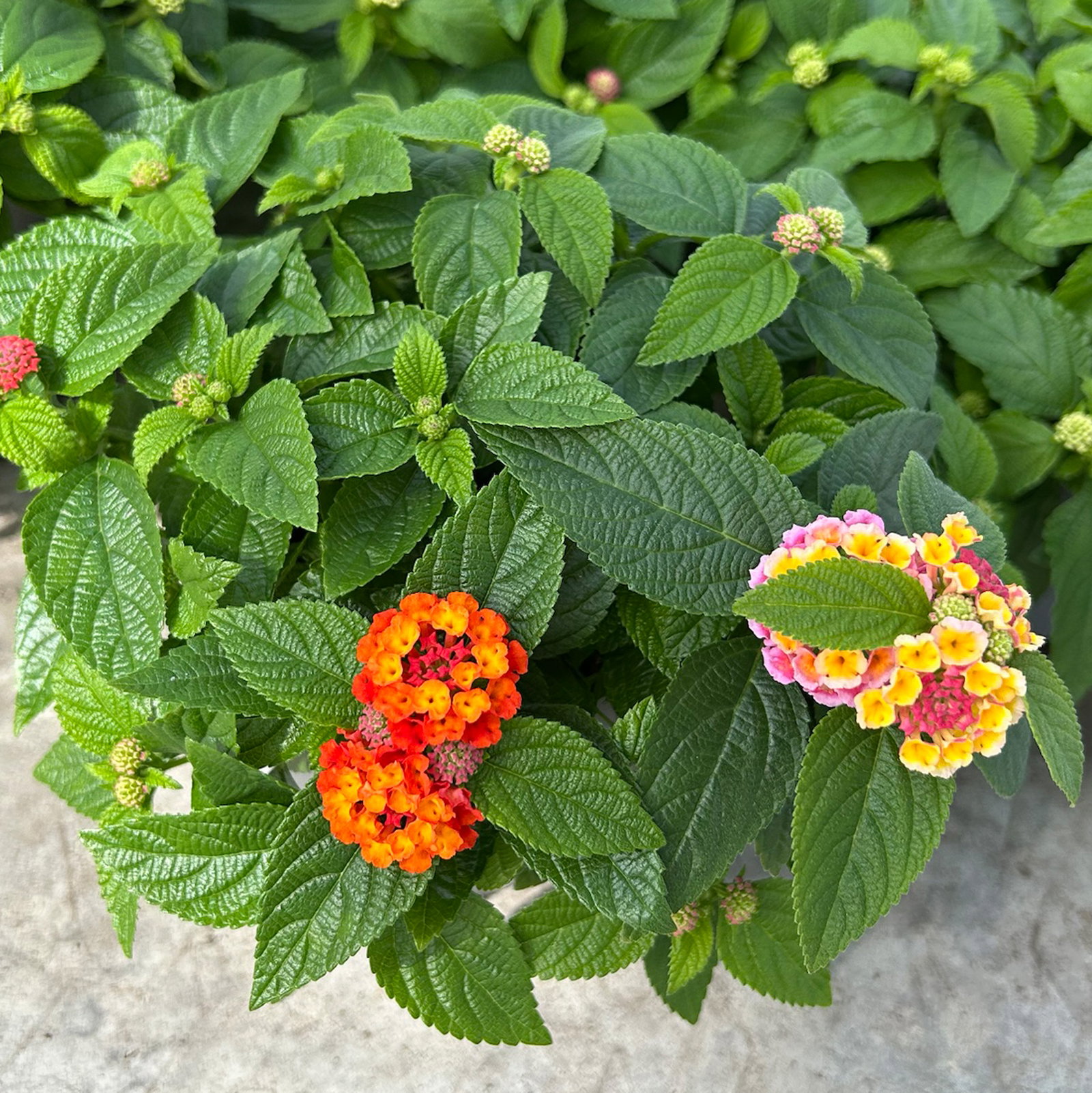 Wandelröschen, mehrfarbig, Farben zufällig, Topf-Ø 12 cm, 6 Pflanzen