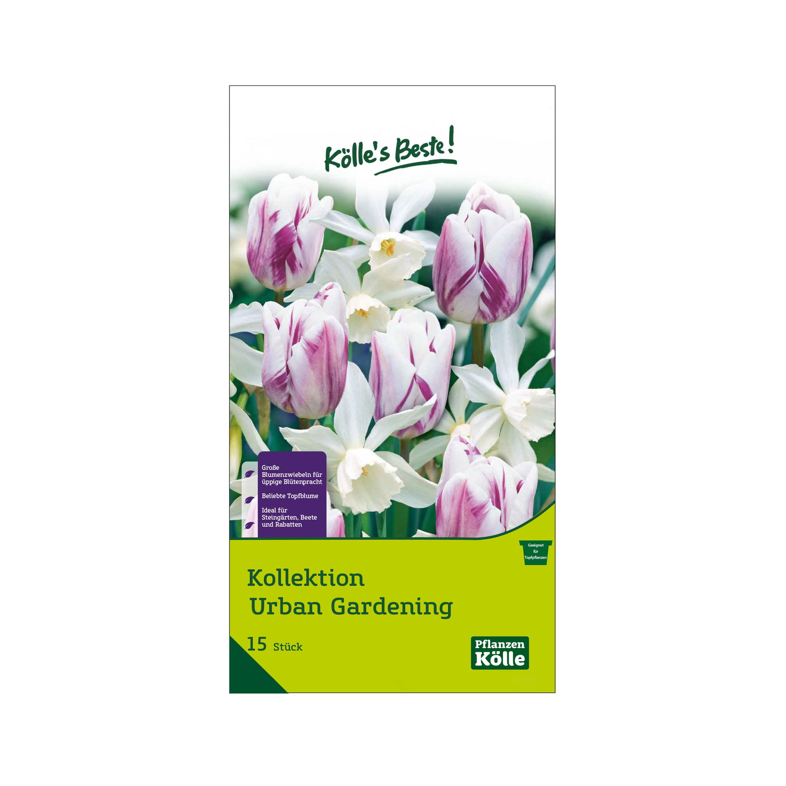 Blumenzwiebel-Kollektion 'Urban Gardening', weiß/violett, 15 Blumenzwiebeln