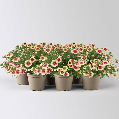 Zauberglöckchen 'Mango Lassi', apricot-rot, Topf-Ø 13 cm, 6 Pflanzen